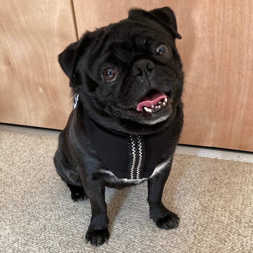 Fancy Pet Scarf Dog Bandana Black Zipper